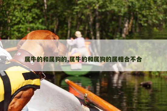 属牛的和属狗的,属牛的和属狗的属相合不合 属牛的和属狗的,属牛的和属狗的属相合不合